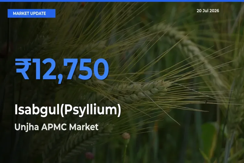 Unjha APMC Tops Isabgul(Psyllium) Rates – July 20 Market Update