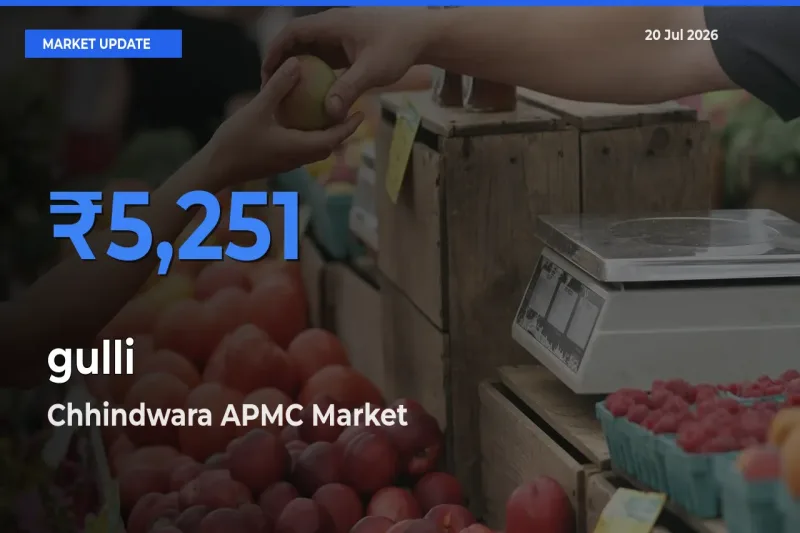 Chhindwara APMC Tops gulli Rates – July 20 Market Update