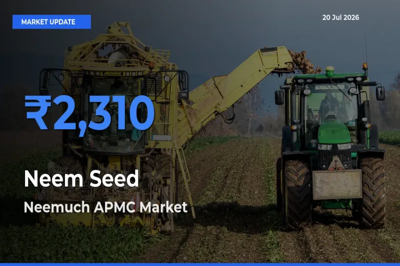 Farmers Prefer Neemuch APMC as Neem Seed Hits Highest Rate