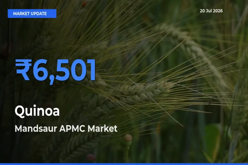 Mandsaur APMC Emerges as Top Mandi for Quinoa Prices Today