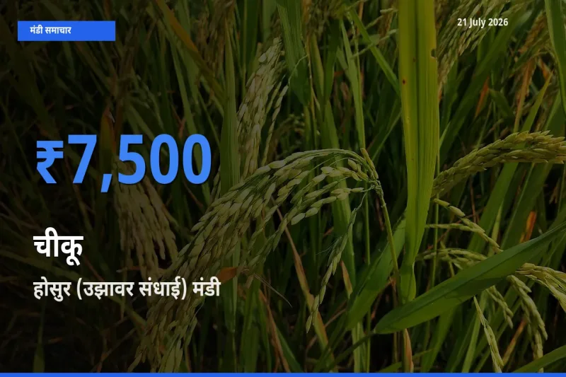 होसुर (उझावर संधाई) मंडी में आज चीकू के सबसे ऊँचे दाम दर्ज