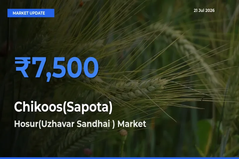 Hosur(Uzhavar Sandhai ) Leads as Top Mandi for Chikoos(Sapota) Prices