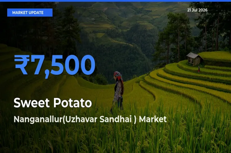 Nanganallur(Uzhavar Sandhai ) Records Highest ₹7,500 Rate for Sweet Potato