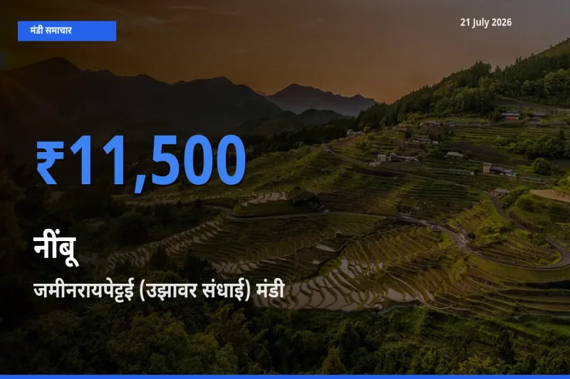 आज नींबू के सबसे ऊँचे दाम ₹11,500 जमीनरायपेट्टई (उझावर संधाई) मंडी में