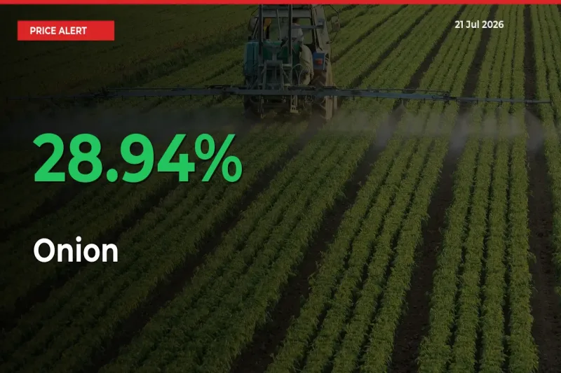 Sudden 28.94% Rally in Onion Prices Across Mandis