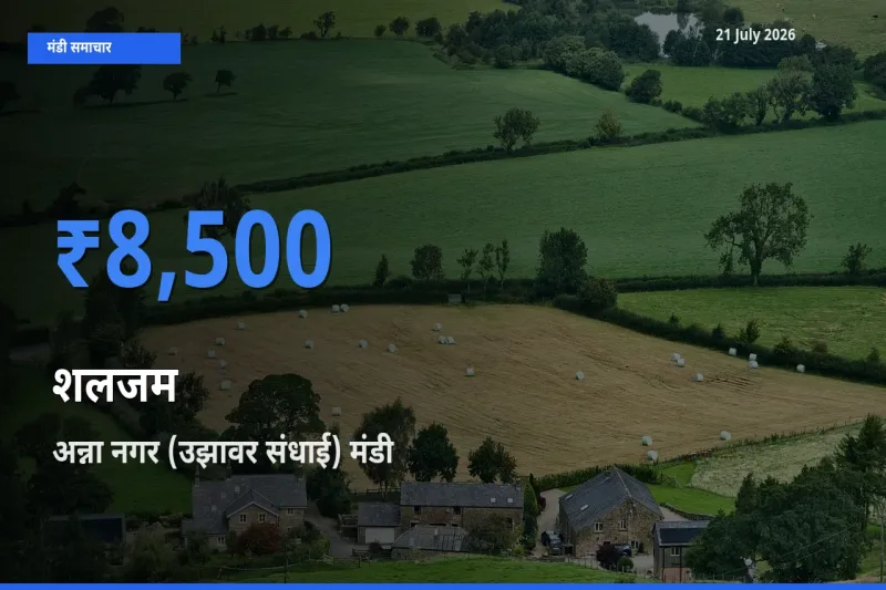 टॉप मंडी बना अन्ना नगर (उझावर संधाई)! शलजम के सबसे ऊँचे दाम यहीं दर्ज