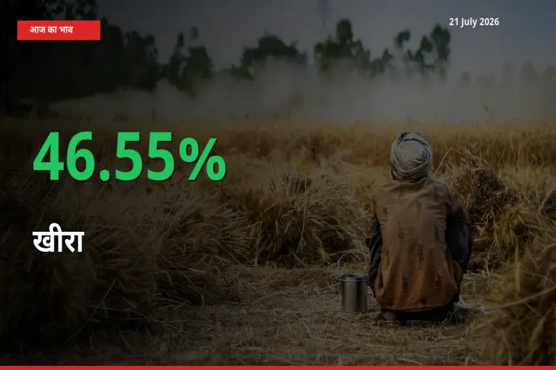 आज का मंडी भाव: खीरा के दाम मंडी में 46.55% ऊपर
