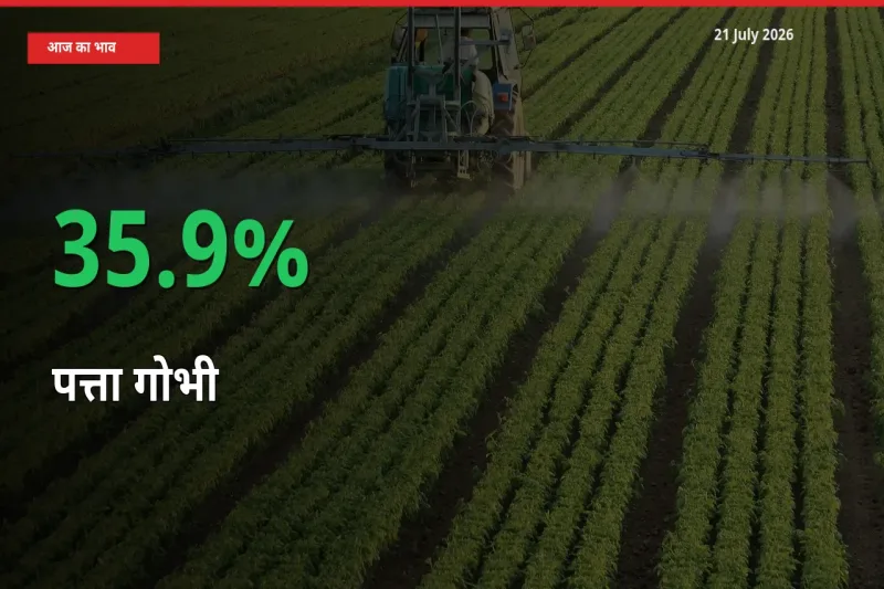 पत्ता गोभी के दाम प्रमुख मंडी में 35.9% बढ़े, 24 घंटे में बड़ा बदलाव