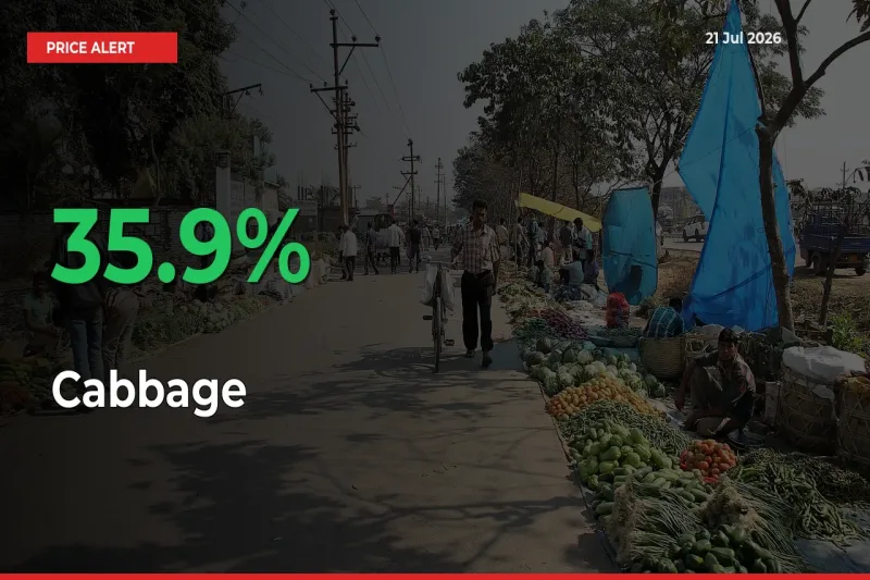 Big Rally! Cabbage Climbs 35.9% in 24 Hours at Top Mandis
