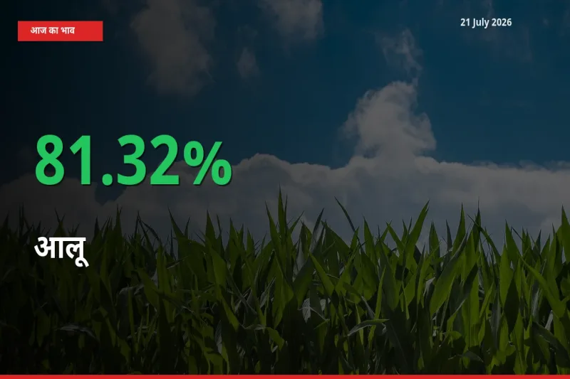 तेज़ तेजी! मंडी में आलू के दाम 81.32% चढ़े
