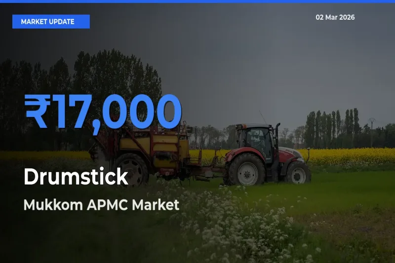 Drumstick Mandi Rate Today: Mukkom APMC Tops the List