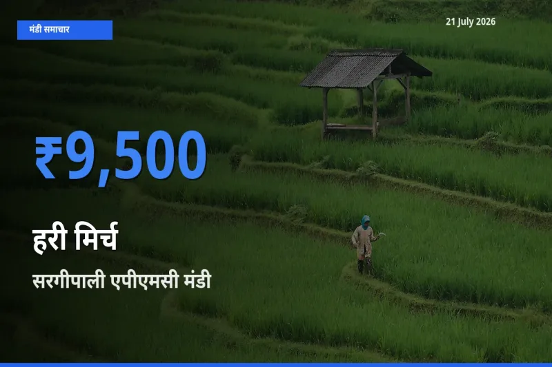 21 July अपडेट: हरी मिर्च के सबसे ऊँचे दाम सरगीपाली एपीएमसी मंडी में