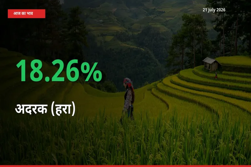 बाज़ार संकेत: अदरक (हरा) के भाव मंडी में 18.26% ऊपर