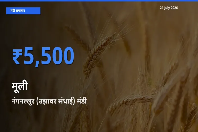 बाज़ार संकेत: नंगनल्लूर (उझावर संधाई) बना मूली के लिए आज की टॉप मंडी