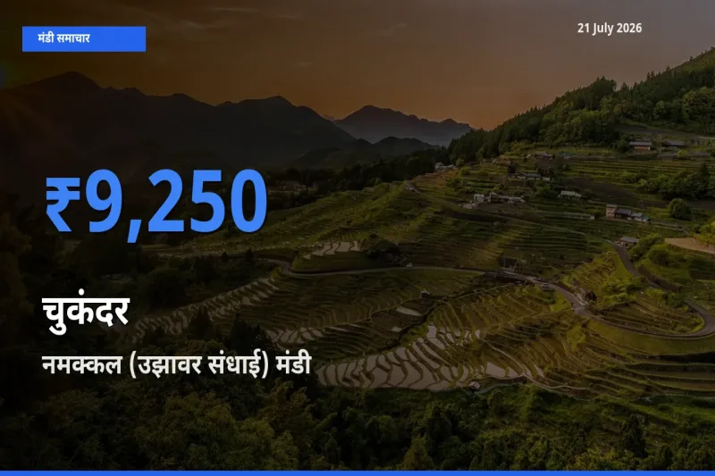 आज चुकंदर के सबसे ज़्यादा दाम नमक्कल (उझावर संधाई) मंडी में दर्ज