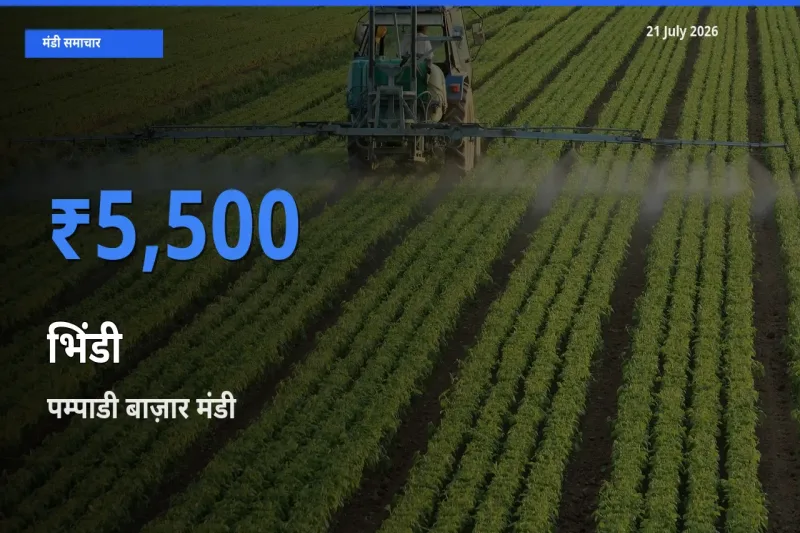 टॉप मंडी बना पम्पाडी बाज़ार! भिंडी के सबसे ऊँचे दाम यहीं दर्ज