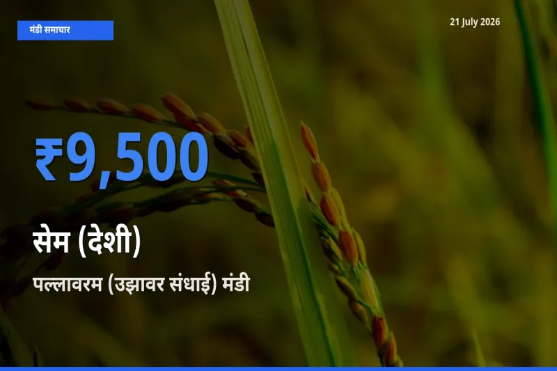 पल्लावरम (उझावर संधाई) में सेम (देशी) का आज सबसे ऊँचा भाव