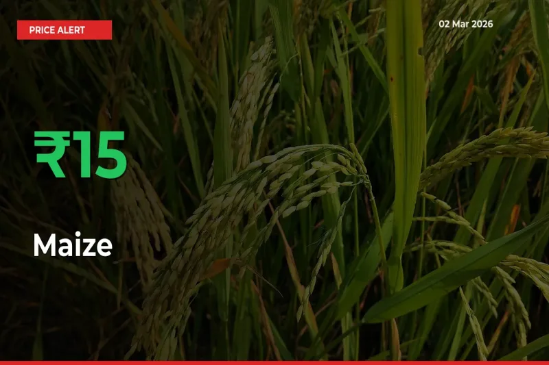 Big Rally! Maize Climbs 15.16% in 24 Hours at Top Mandis