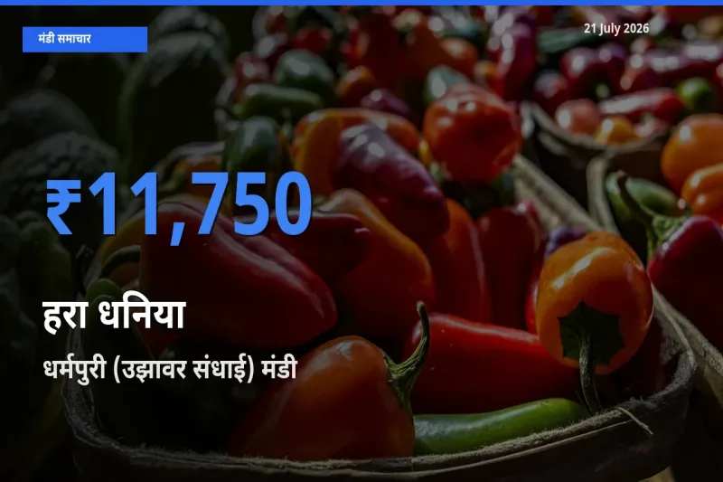 टॉप मंडी बना धर्मपुरी (उझावर संधाई)! हरा धनिया के सबसे ऊँचे दाम यहीं दर्ज