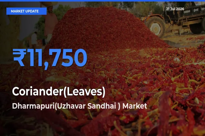 Dharmapuri(Uzhavar Sandhai ) Leads as Top Mandi for Coriander(Leaves) Prices