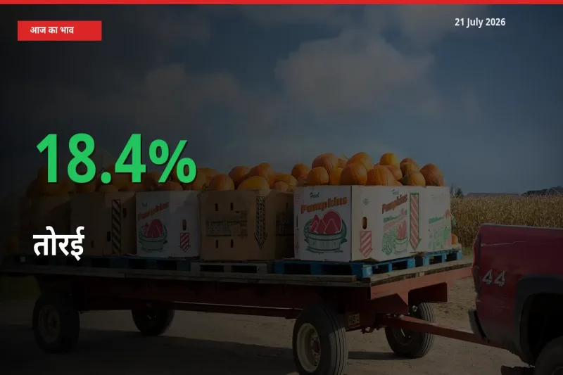 तोरई 18.4% उछला, मंडी