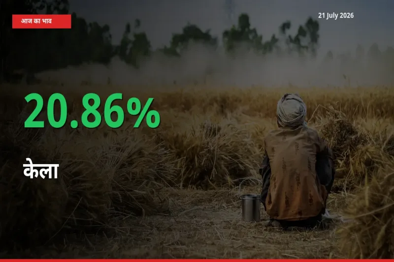 किसानों के लिए खुशखबरी! स्थानीय मंडी में केला 20.86% उछला
