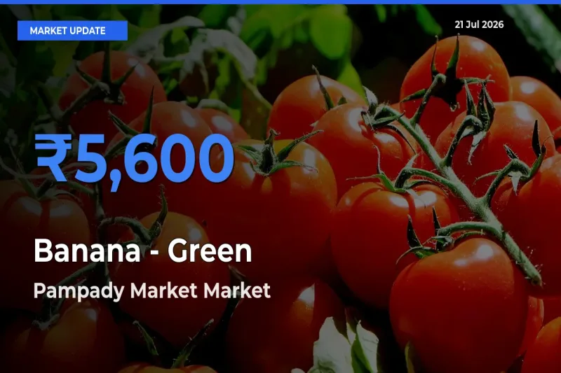 Farmers Prefer Pampady Market as Banana - Green Hits Highest Rate