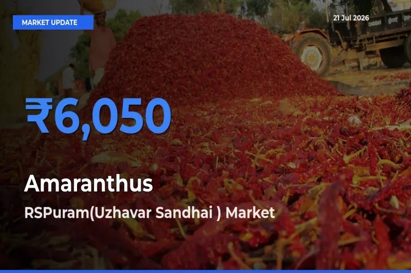 Amaranthus Mandi Rate Today: RSPuram(Uzhavar Sandhai ) Tops the List