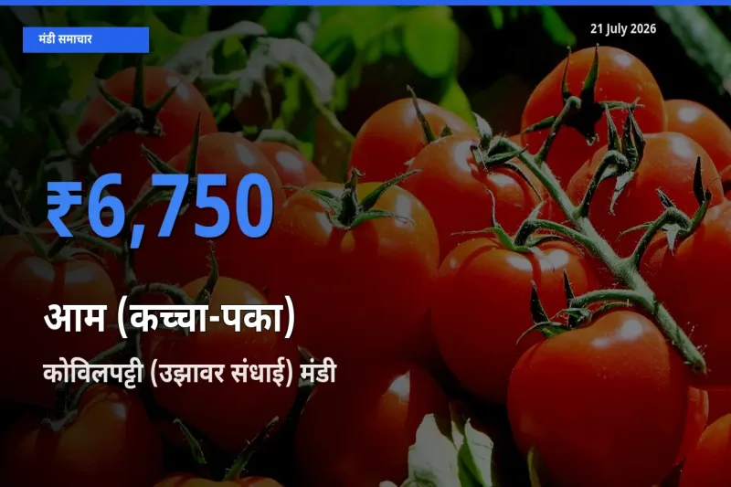 आज आम (कच्चा-पका) के सबसे ऊँचे दाम ₹6,750 कोविलपट्टी (उझावर संधाई) मंडी में