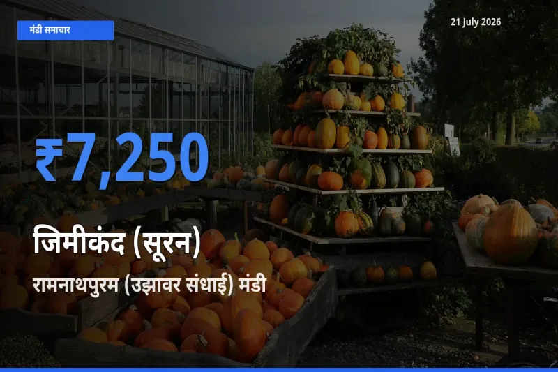 किसानों की पसंद बना रामनाथपुरम (उझावर संधाई), जिमीकंद (सूरन) के सबसे अच्छे दाम