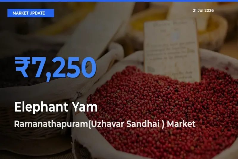 Farmers Prefer Ramanathapuram(Uzhavar Sandhai ) as Elephant Yam Hits Highest Rate