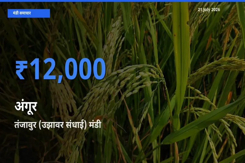बाज़ार संकेत: तंजावुर (उझावर संधाई) बना अंगूर के लिए आज की टॉप मंडी