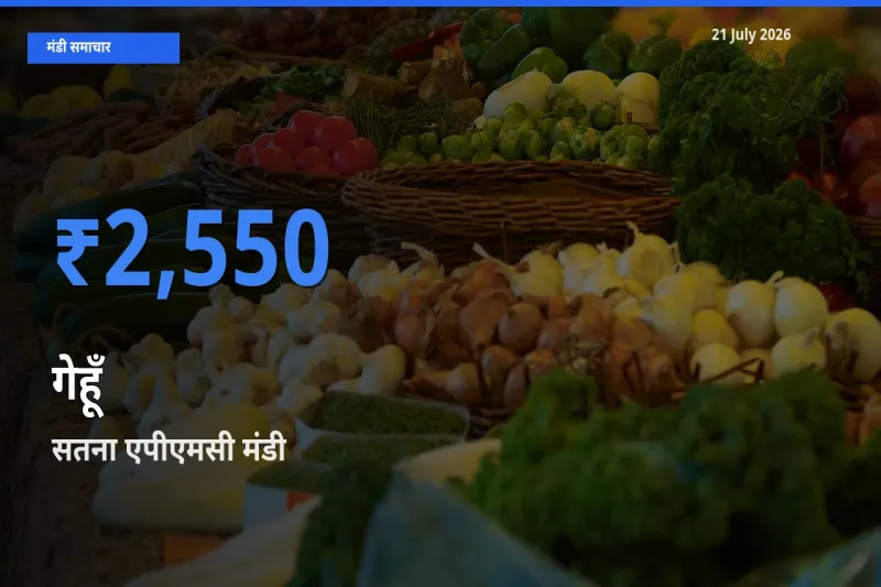 बाज़ार संकेत: सतना एपीएमसी बना गेहूँ के लिए आज की टॉप मंडी