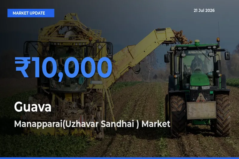 Manapparai(Uzhavar Sandhai ) Emerges as Top Mandi for Guava Prices Today