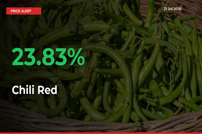 Big Rally! Chili Red Climbs 23.83% in 24 Hours at Top Mandis