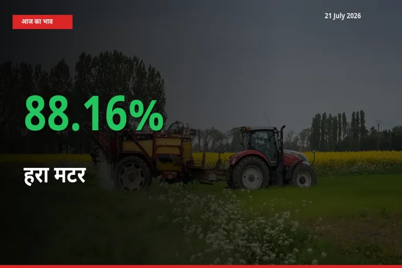 बाज़ार संकेत: हरा मटर के भाव मंडी में 88.16% ऊपर