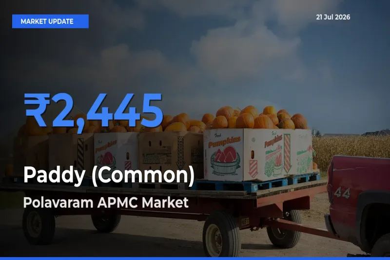 Top Performer! Polavaram APMC Offers Best Paddy (Common) Price Today