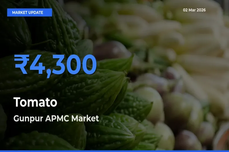 Gunpur APMC Emerges as Top Mandi for Tomato Prices Today