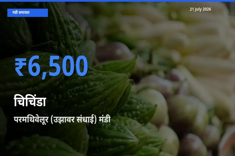 परमथिवेलूर (उझावर संधाई) मंडी में आज चिचिंडा के सबसे ऊँचे दाम दर्ज