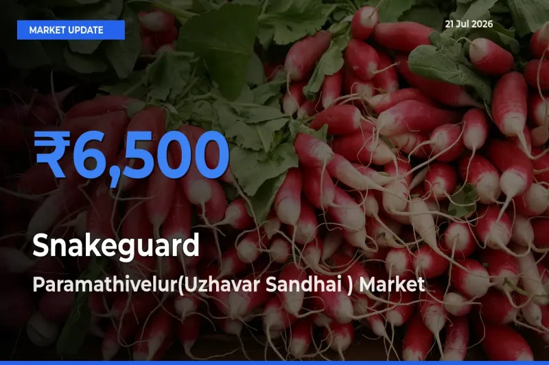 Paramathivelur(Uzhavar Sandhai ) Leads as Top Mandi for Snakeguard Prices