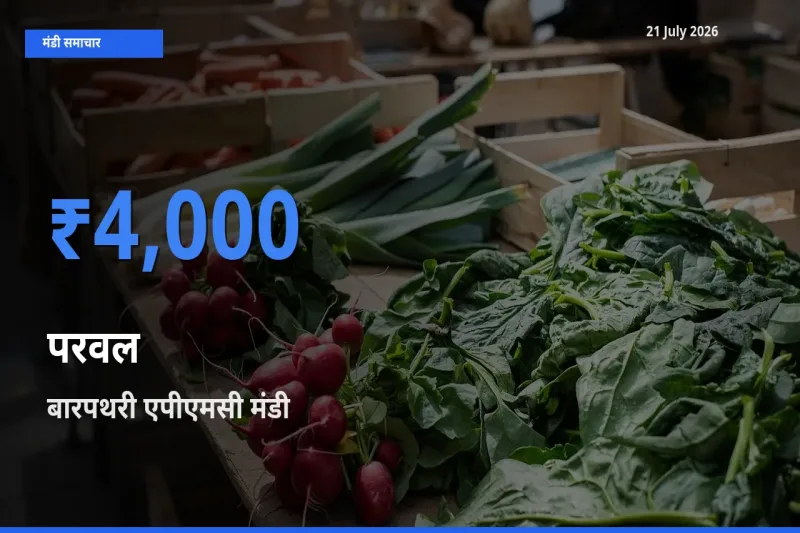 बारपथरी एपीएमसी में परवल का आज सबसे ऊँचा भाव