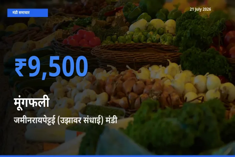 आज का मंडी भाव: मूंगफली के सबसे ज़्यादा दाम जमीनरायपेट्टई (उझावर संधाई) में