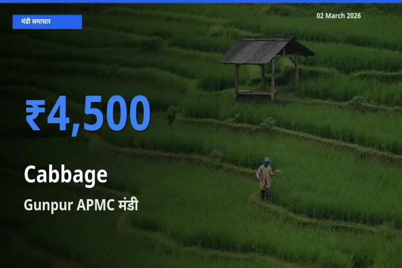 आज का मंडी भाव: Cabbage के सबसे ज़्यादा दाम Gunpur APMC में