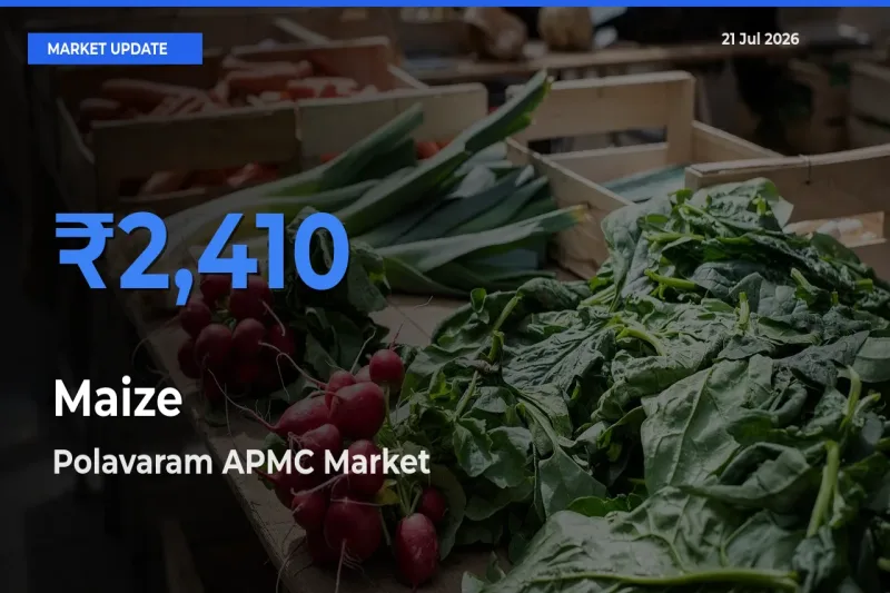 Market Watch: Polavaram APMC Becomes Top Mandi for Maize