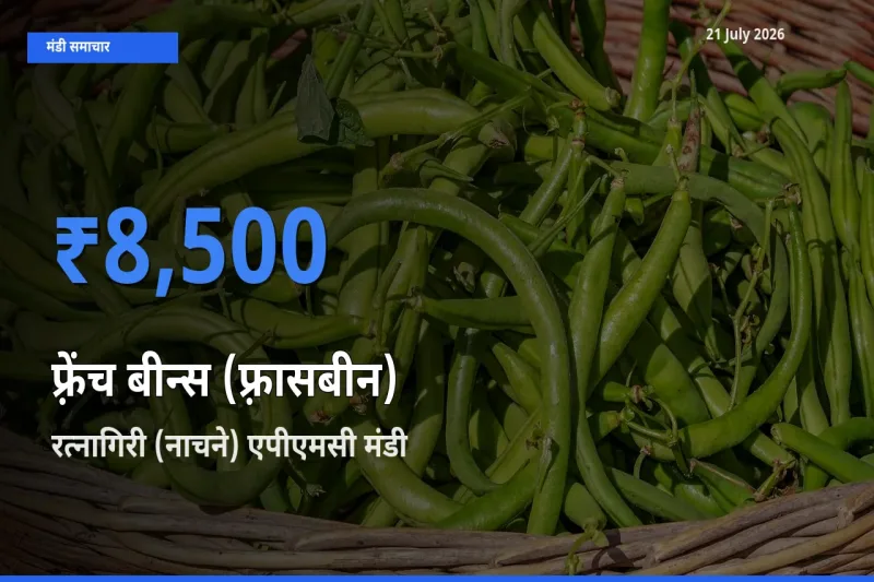 रत्नागिरी (नाचने) एपीएमसी मंडी में फ़्रेंच बीन्स (फ़्रासबीन) ₹8,500 पर पहुँचा – आज का सर्वोच्च भाव