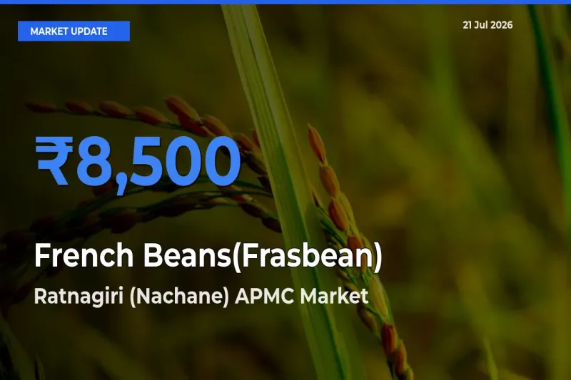 Ratnagiri (Nachane) APMC Leads as Top Mandi for French Beans(Frasbean) Prices