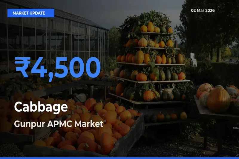Gunpur APMC Records Highest ₹4,500 Rate for Cabbage