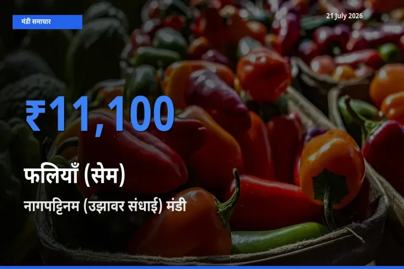किसानों की पसंद बना नागपट्टिनम (उझावर संधाई), फलियाँ (सेम) के सबसे अच्छे दाम