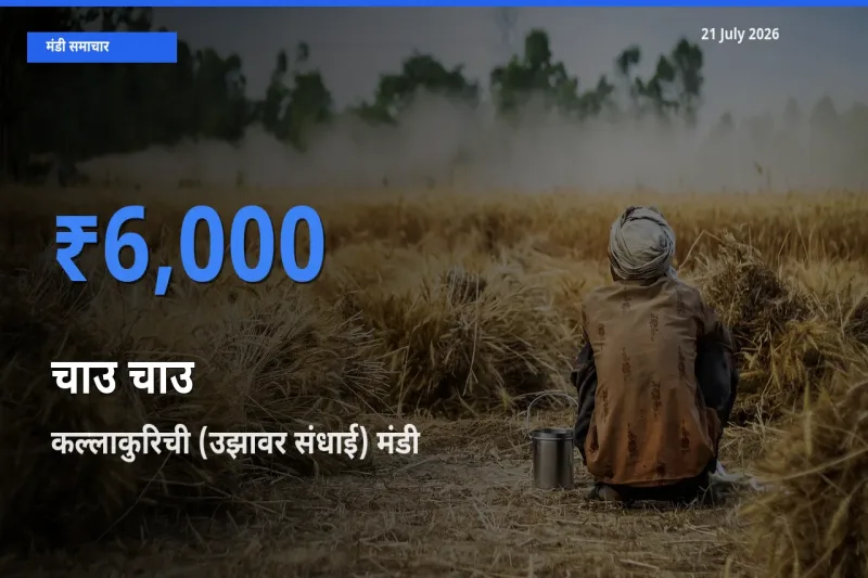 आज का मंडी भाव: चाउ चाउ के सबसे ज़्यादा दाम कल्लाकुरिची (उझावर संधाई) में