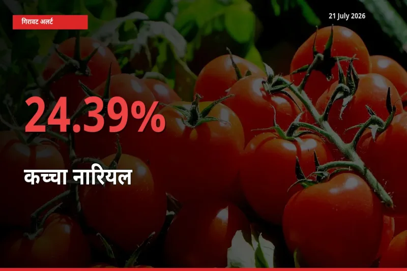 तेज़ गिरावट! मंडी में कच्चा नारियल के दाम 24.39% लुढ़के